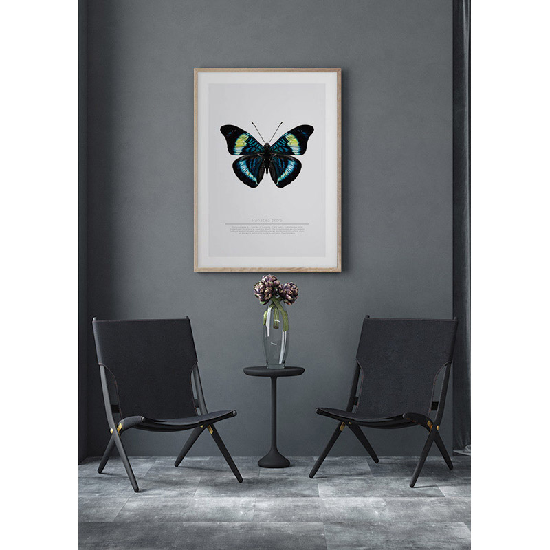 Poster Gallerix Butterfly Display