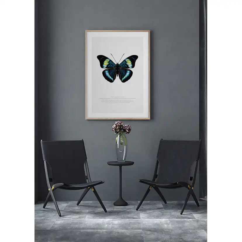 Poster Gallerix Butterfly Display
