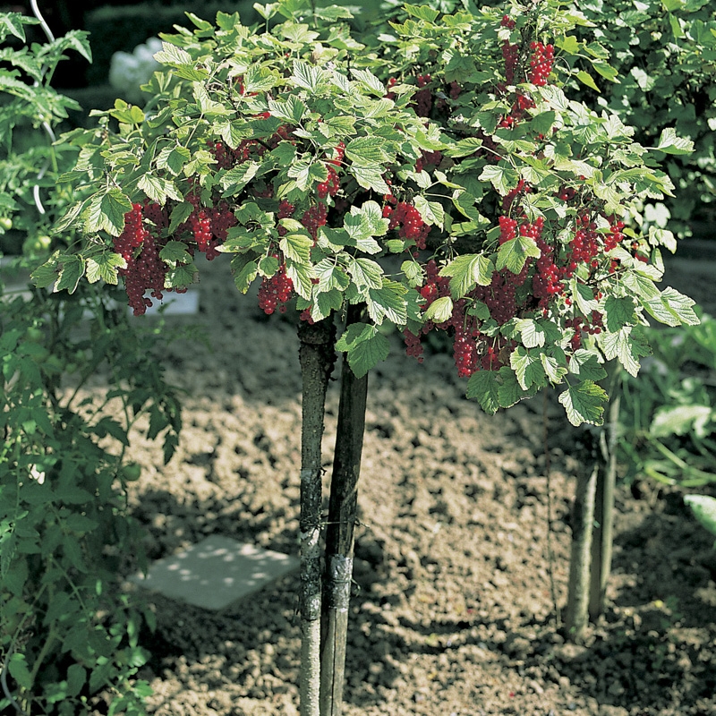Buske Röda Vinbär Omnia Garden Rolan Stam