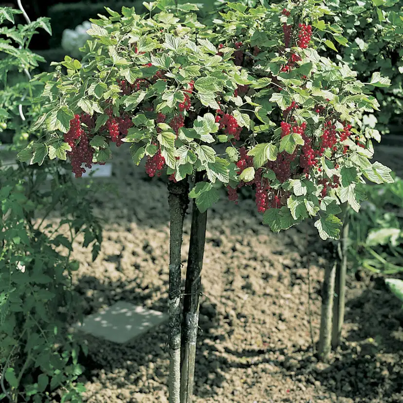 Buske Röda Vinbär Omnia Garden Rolan Stam