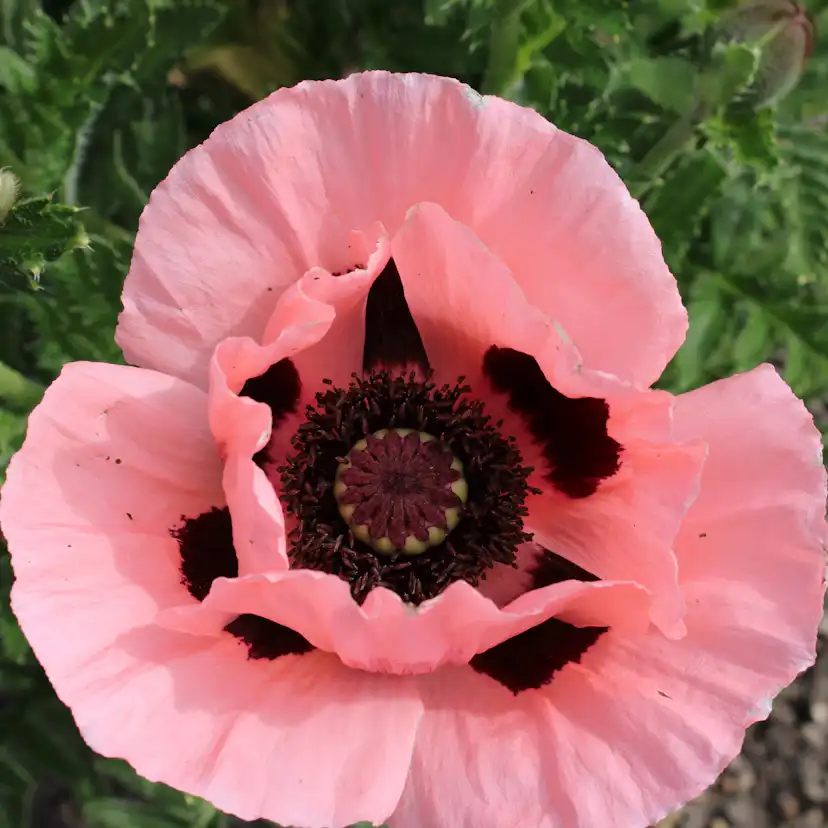 Perenn Omnia Garden Jättevallmo Prinzessin Viktoria Louise Papaver