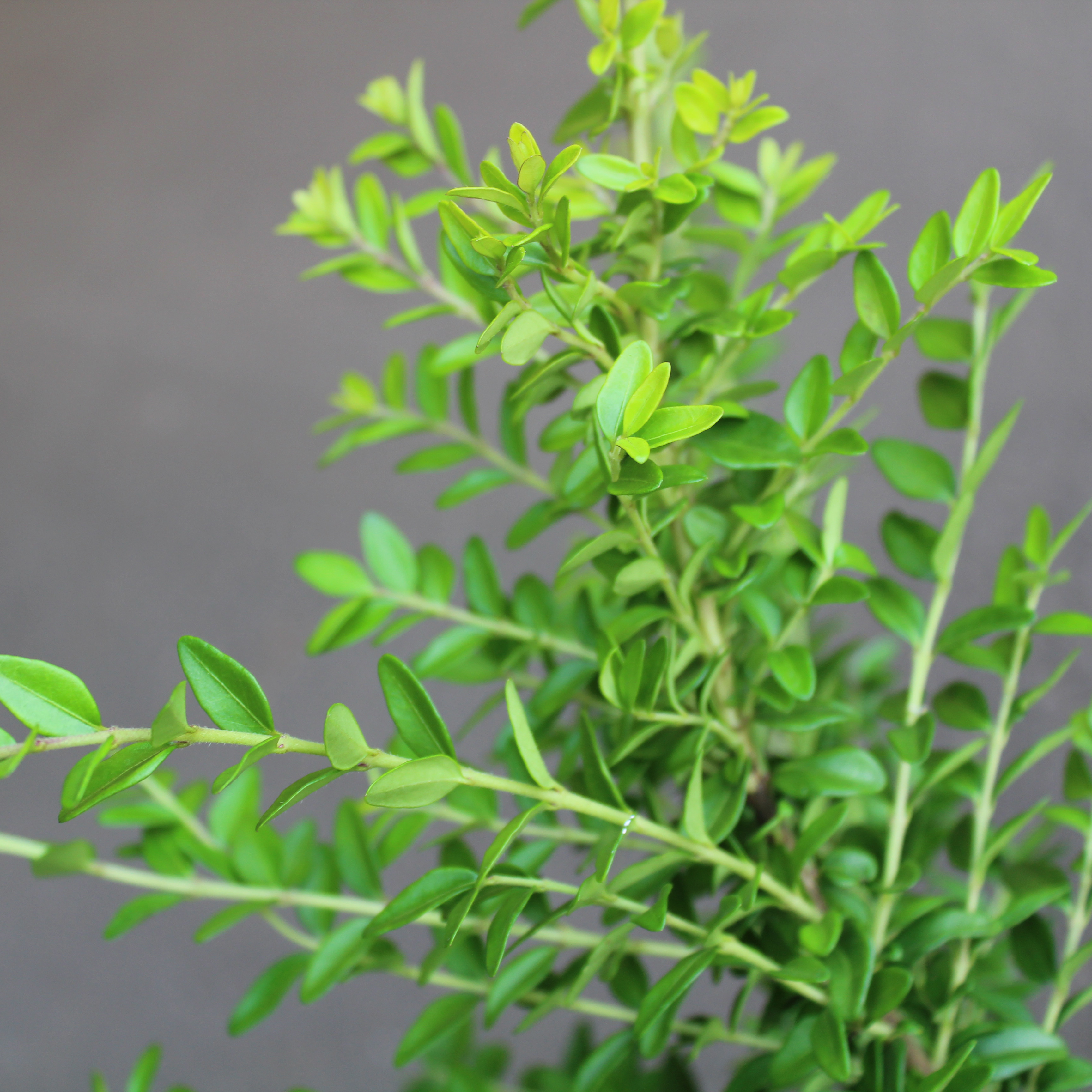 Prydnadsbuske Omnia Garden Myrtentry