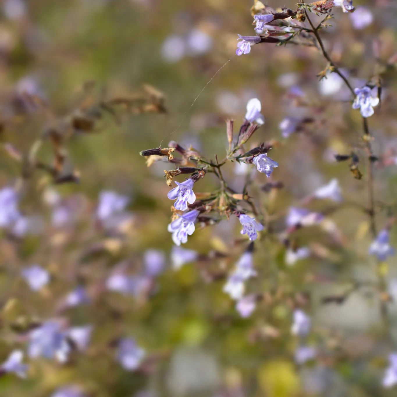 Perenn Omnia Garden Stenkyndel Blue Cloud