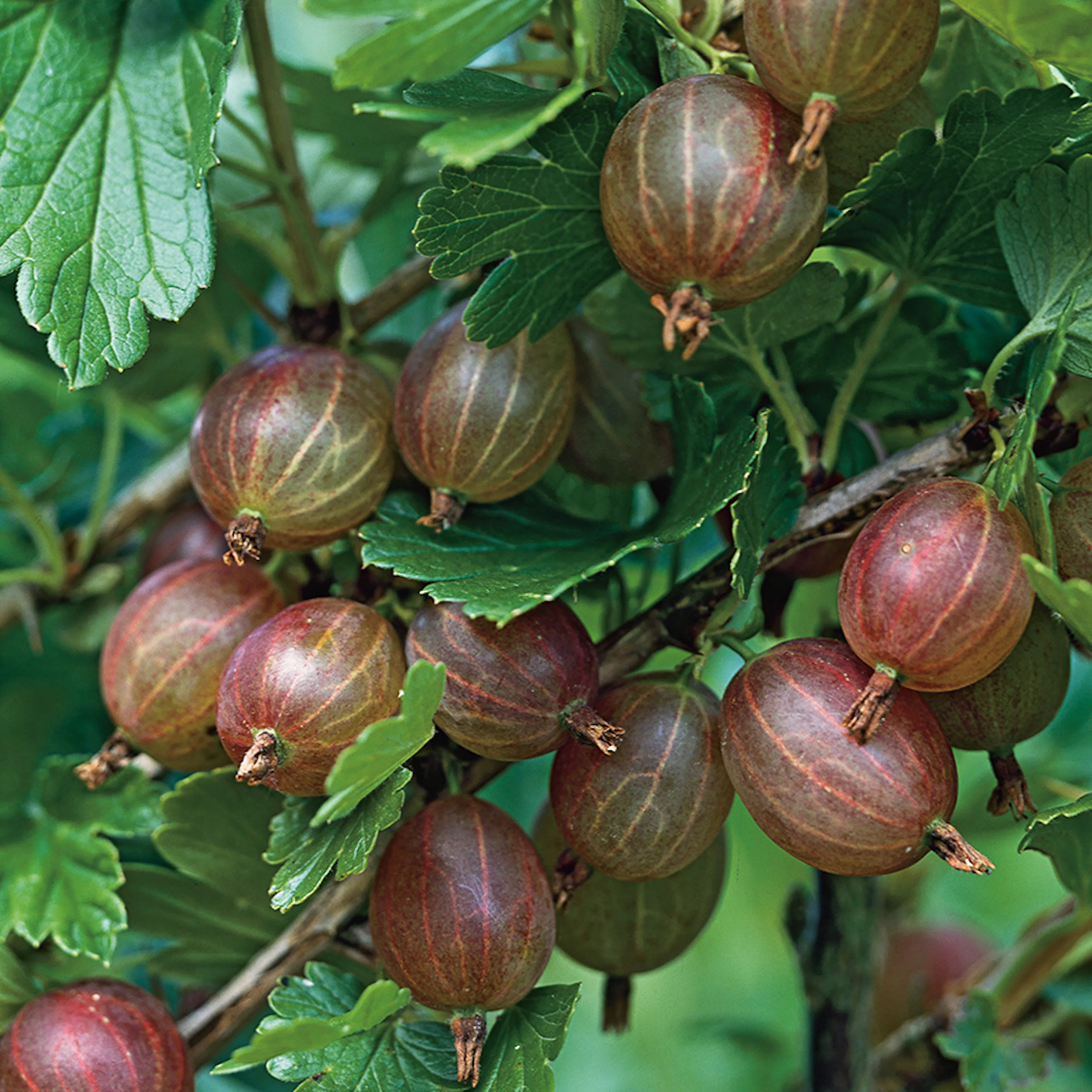 Buske Röda Krusbär Omnia Garden Stam 40-60 sth