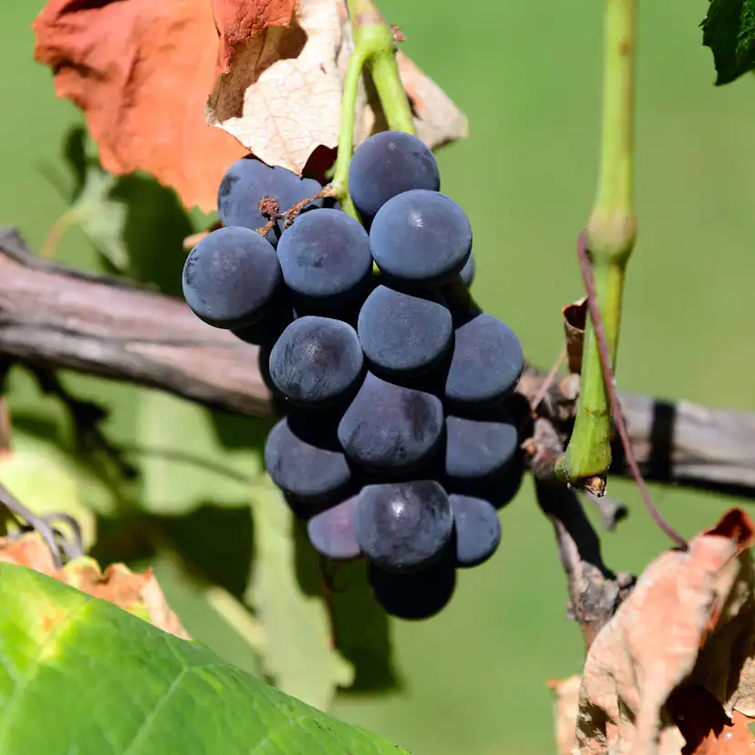 Bärbuske Omnia Garden Vitis Labruskavin Zilga E