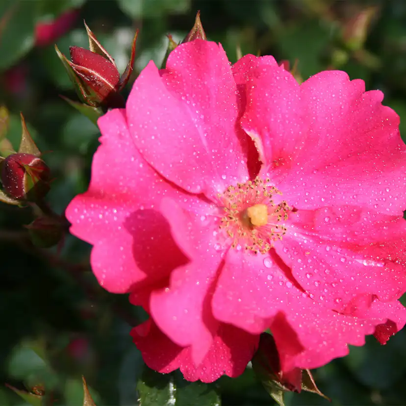 Marktäckande Ros Omnia Garden Sommermärchen