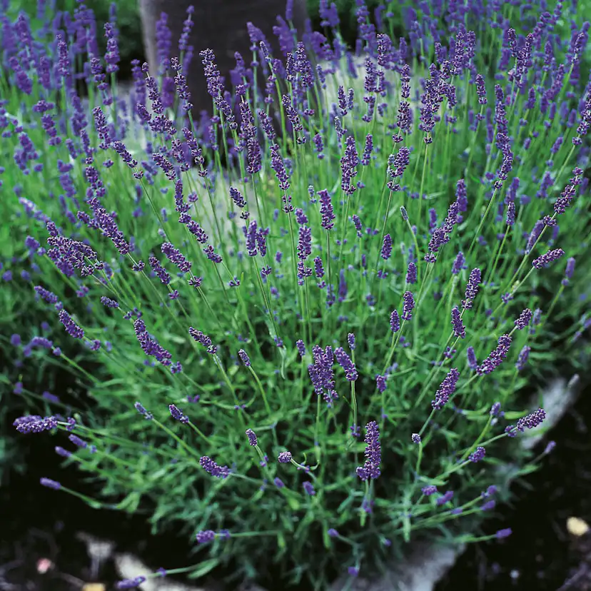 Lavendel Omnia Garden Hidcote