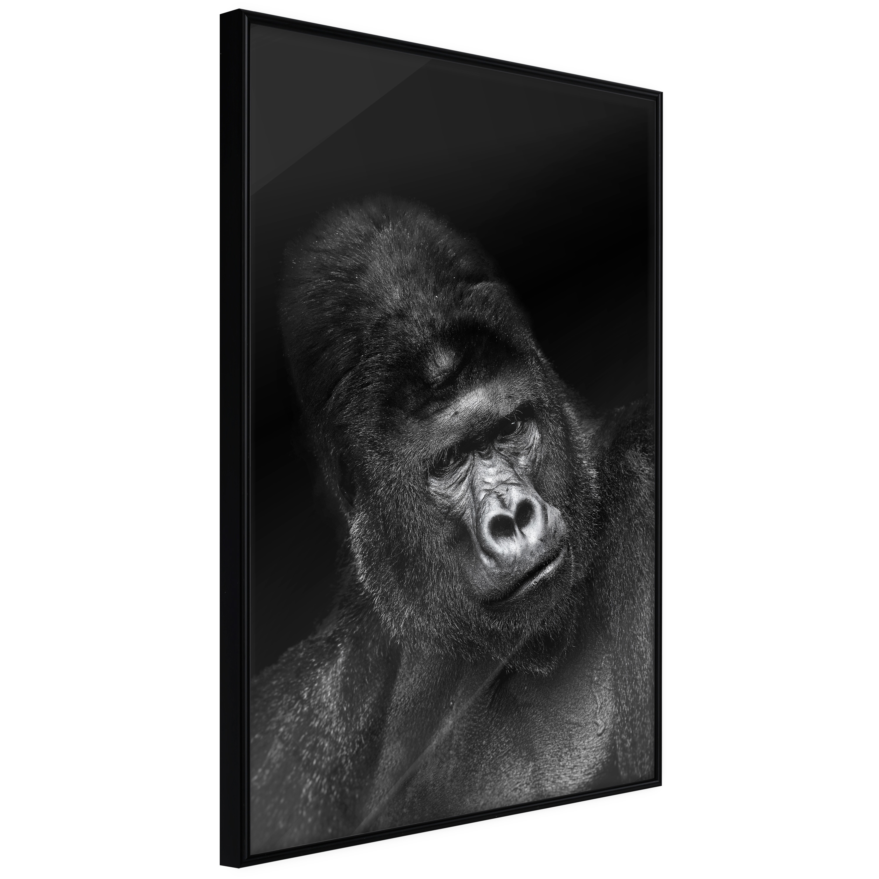 Affisch - Gorilla [Poster] 20x30 Svart ram, 20x30 cm