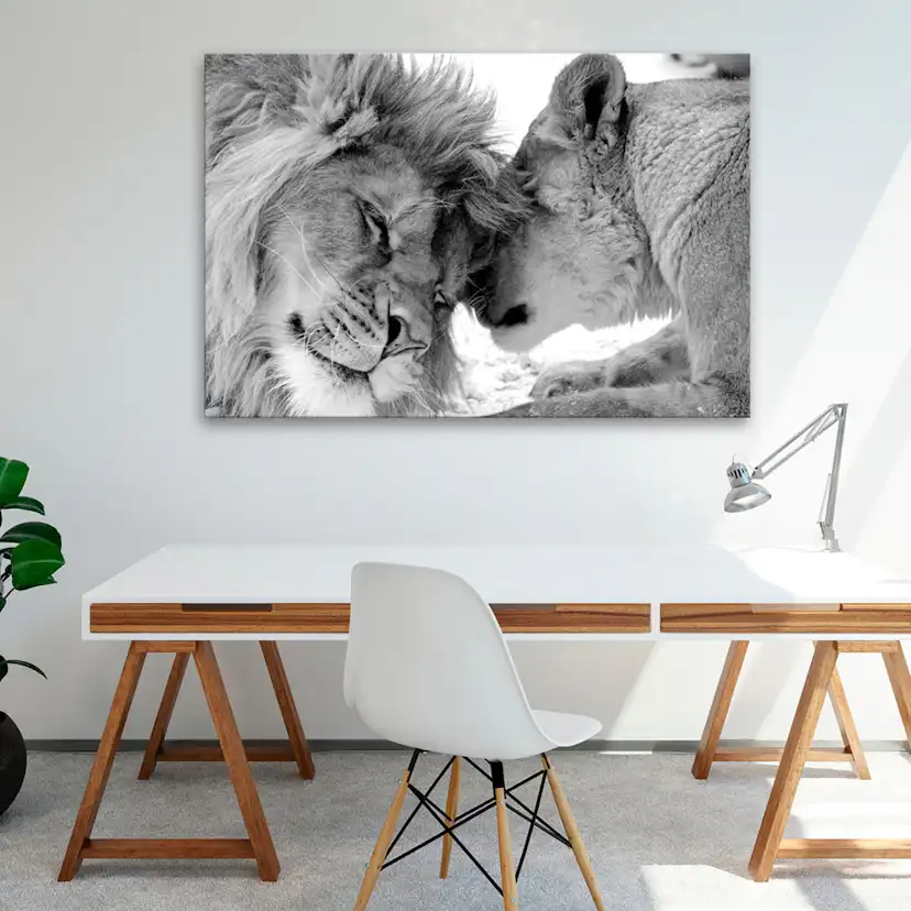 Tavla Arkiio Lion's Love