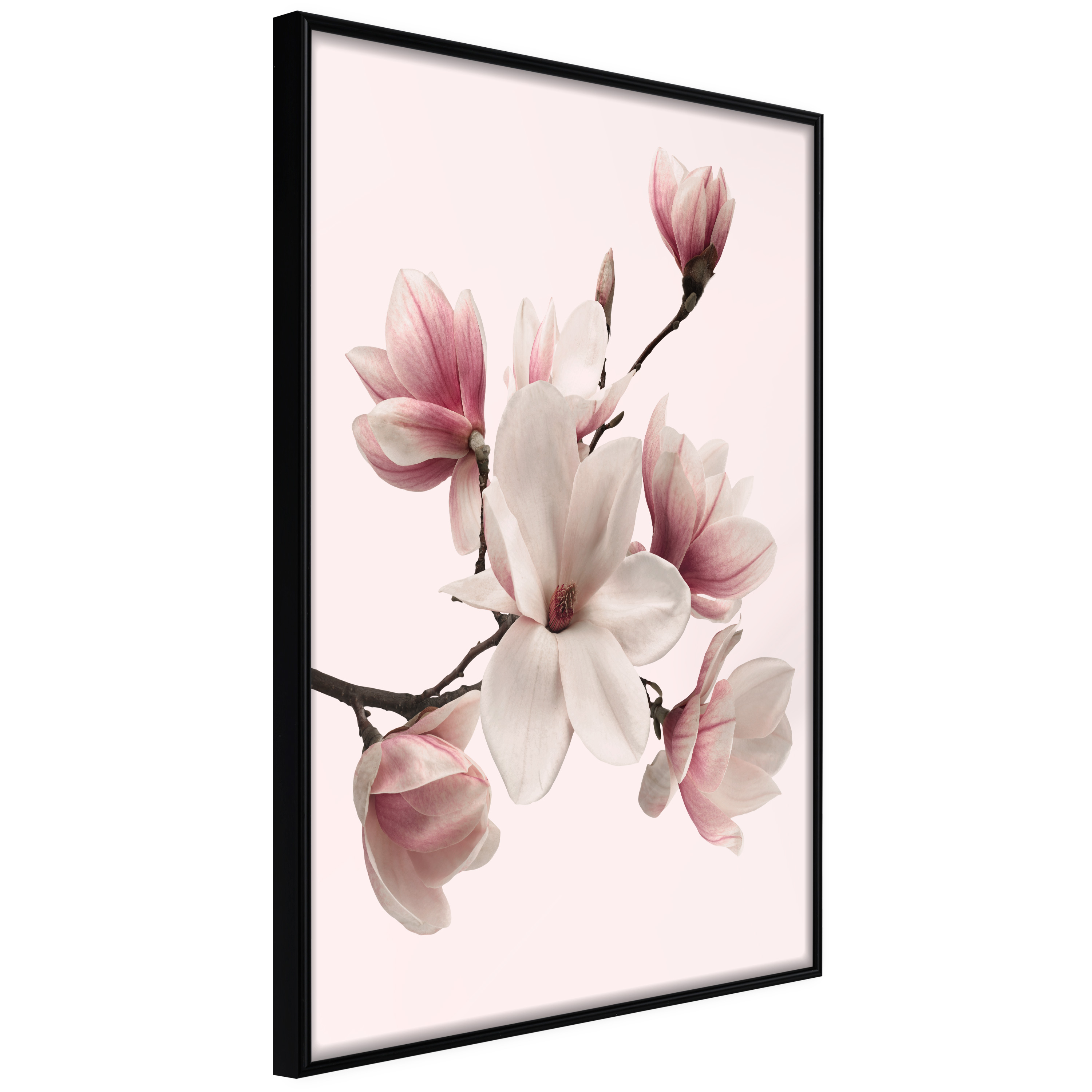 Affisch - Delicate Magnolias [Poster] 20x30 Svart ram, 20x30 cm