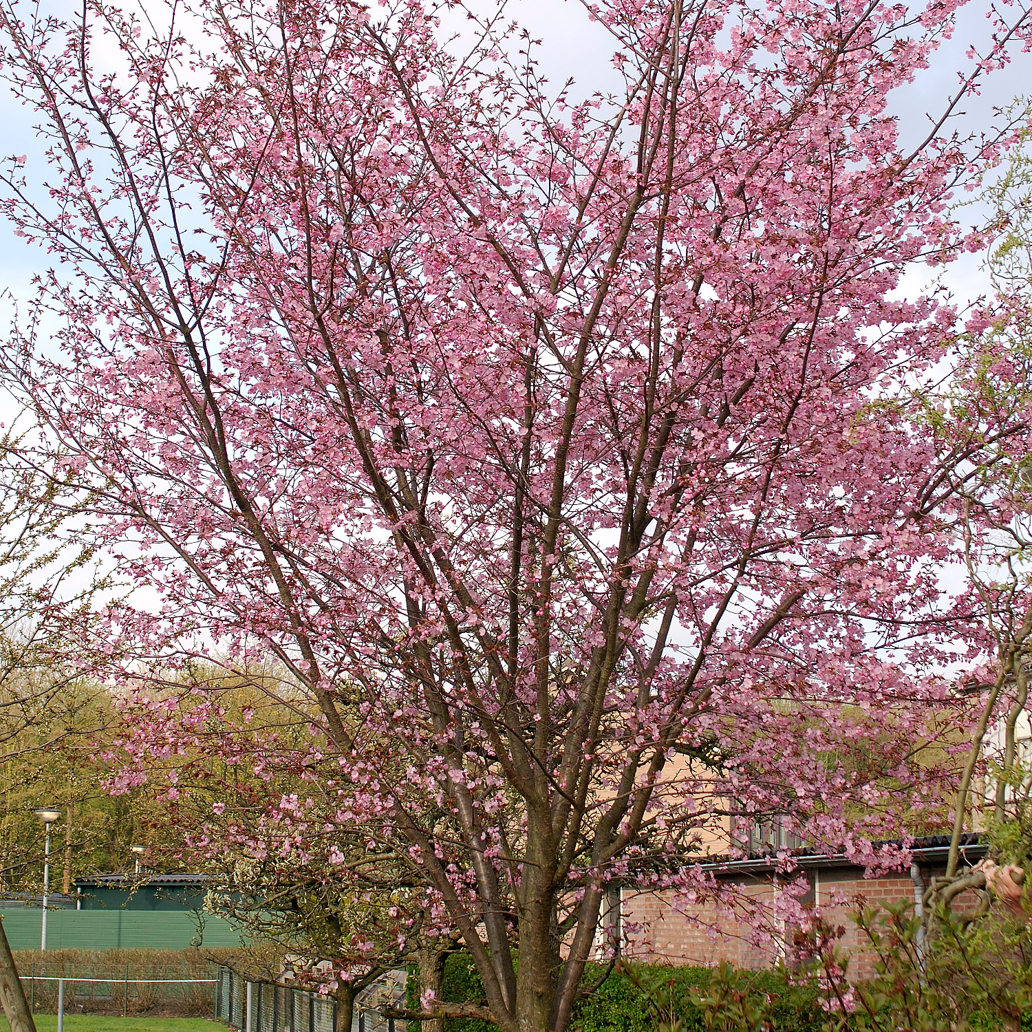 Bergkörsbär Omnia Garden Japanskt Prydnadsträd 300-400 cm, Rosa/Mörkröd Blomning, Alleträd, Högstamsträd