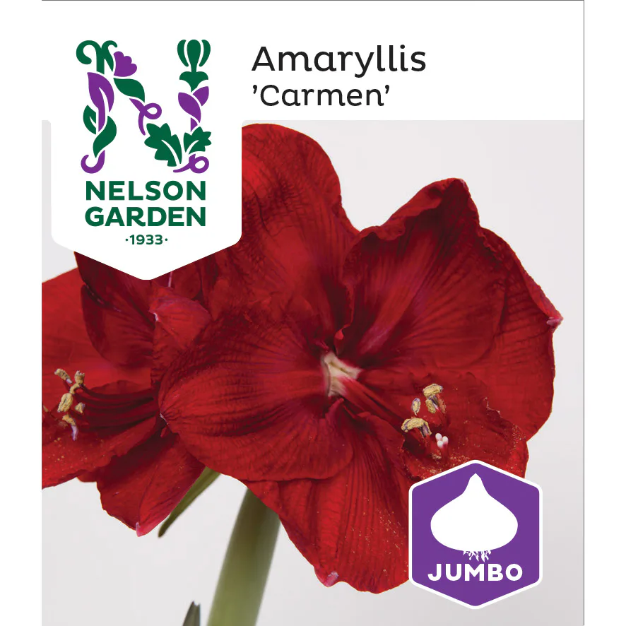 Amaryllis Jumbo Nelson Garden Carmen Mörk Röd