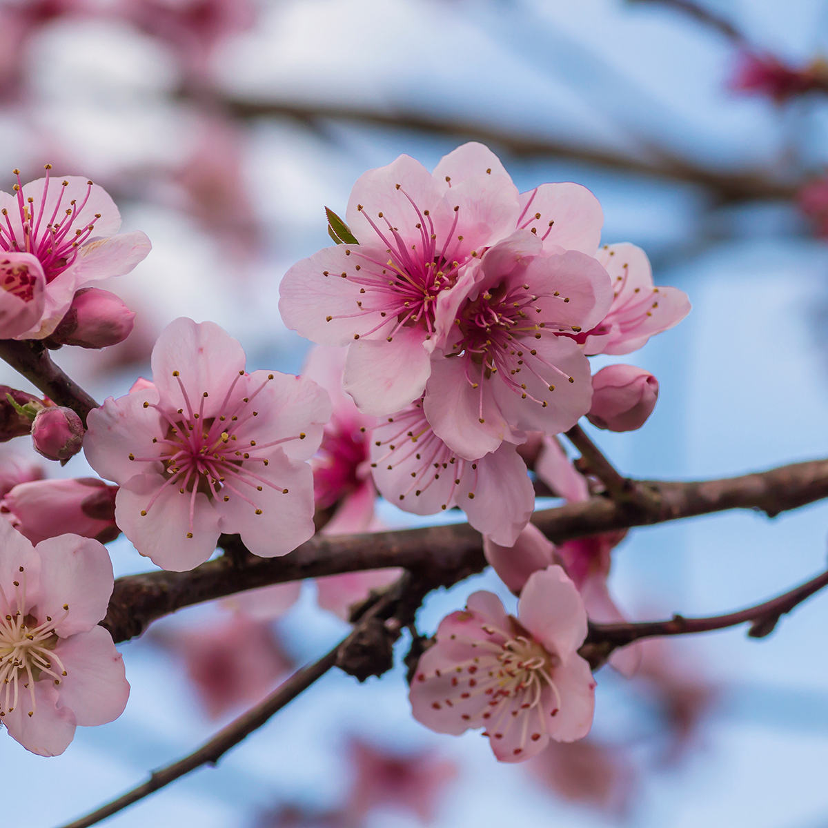 Träd Omnia Garden Persikot Redhaven - Fruktträd