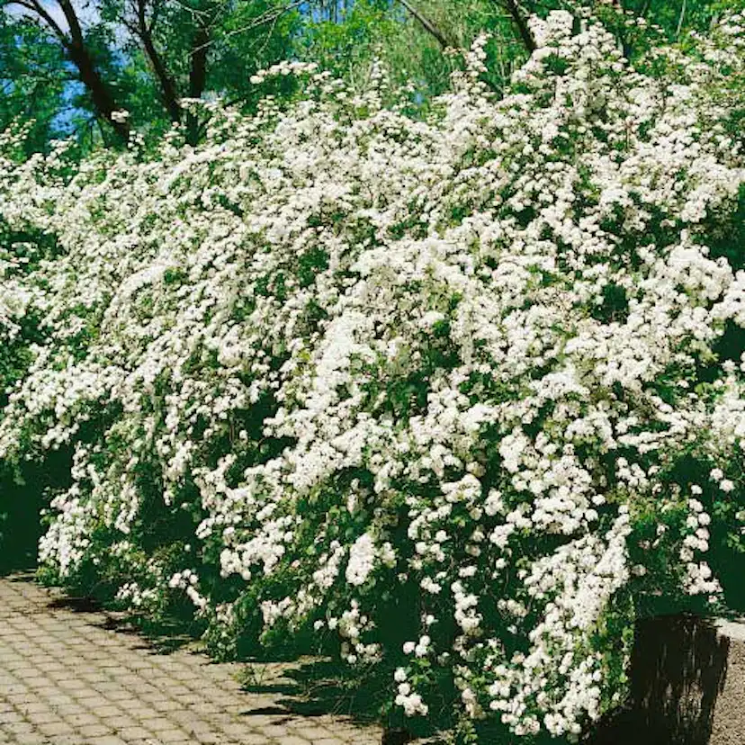 Buske Omnia Garden Bukettspirea 80-100 cm
