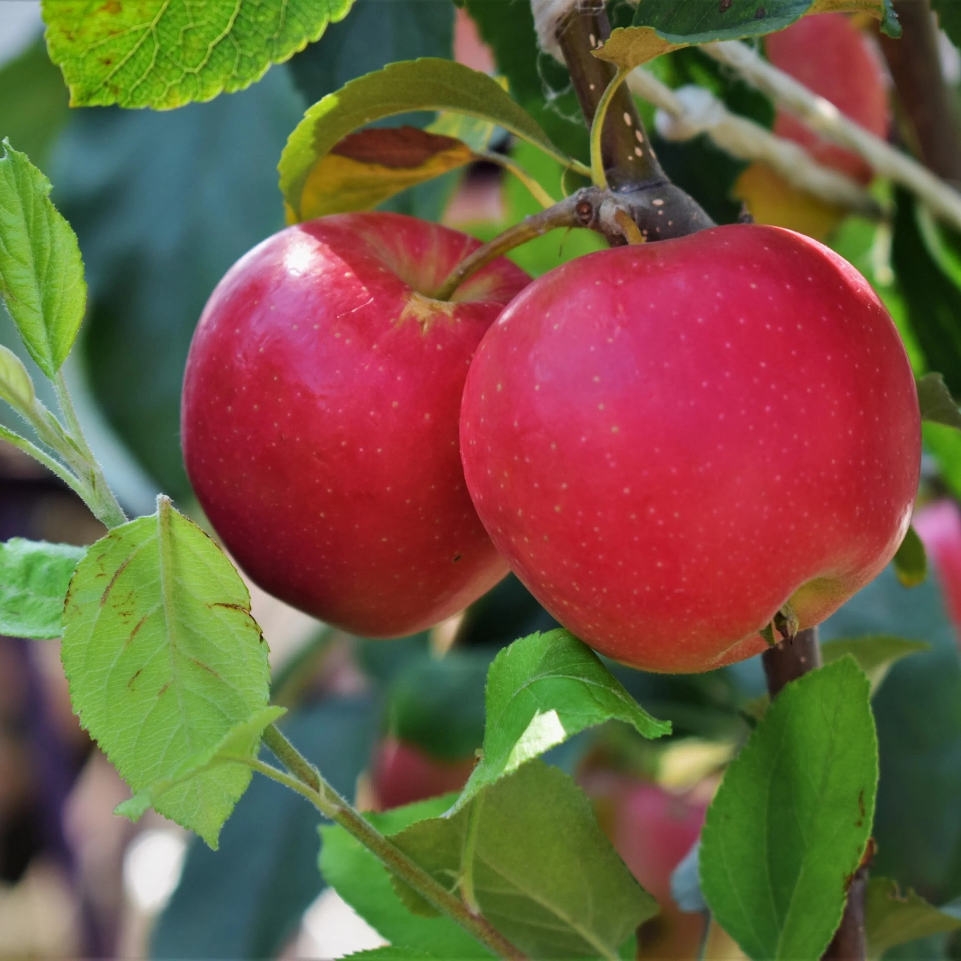 Malus domestica 'P. J. Bergius' (äpple) Utan uppbindningskit