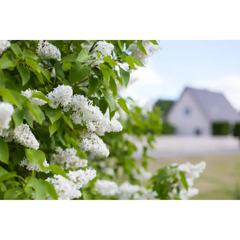 Planta Vit Syrén Omnia Garden 20-40 cm, Krukodlade