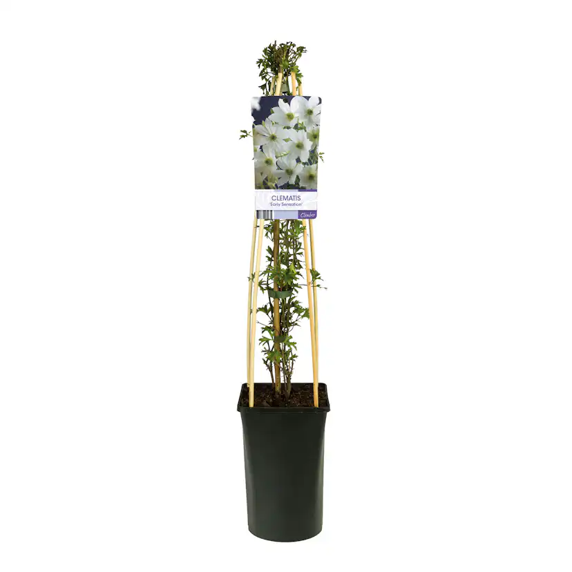 Klätterväxt Klematis Omnia Garden Early Sensation 40-60 cm