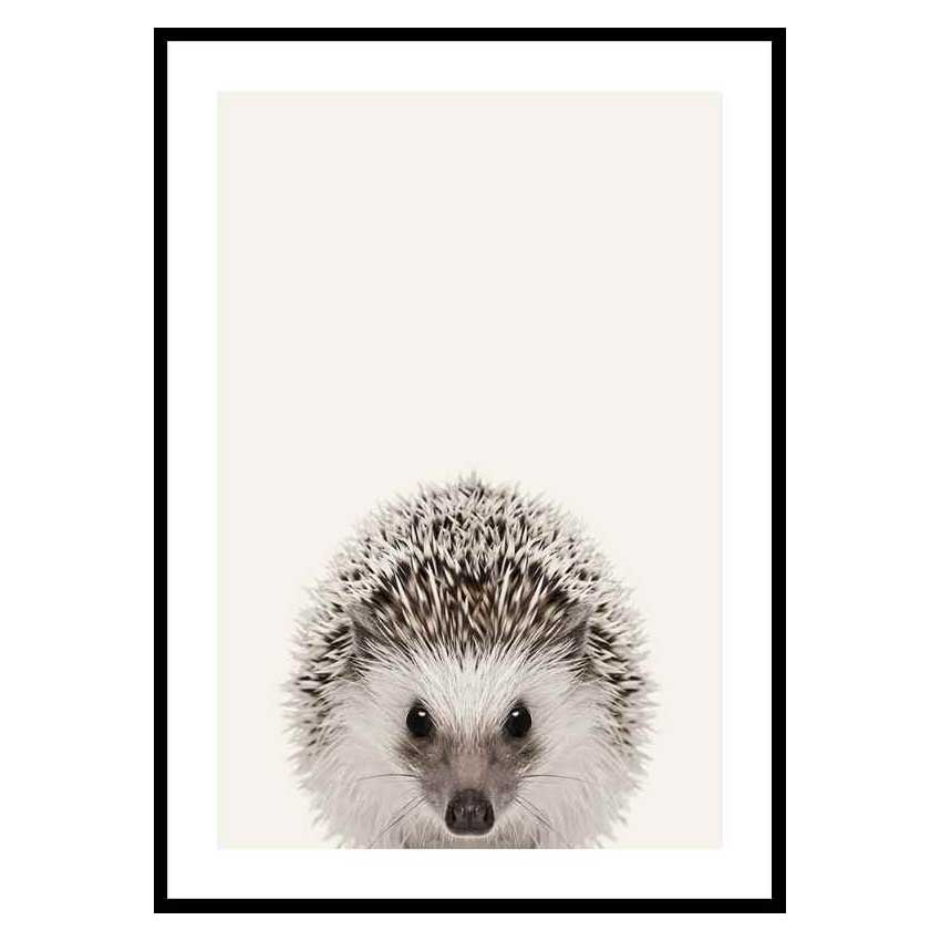 Poster Gallerix Baby Hedgehog