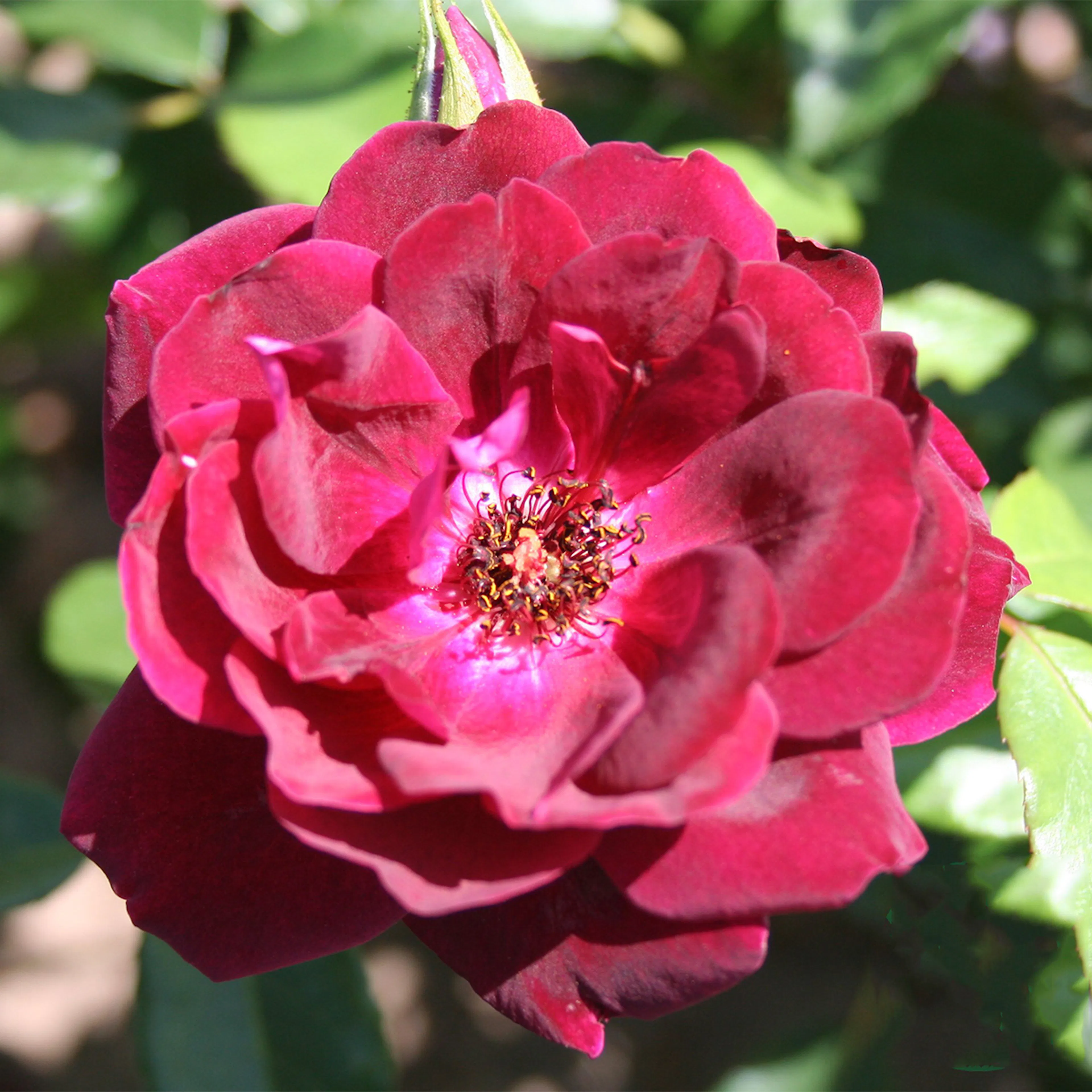 Rosa "Burgundy Ice", 10-pack 10-pack