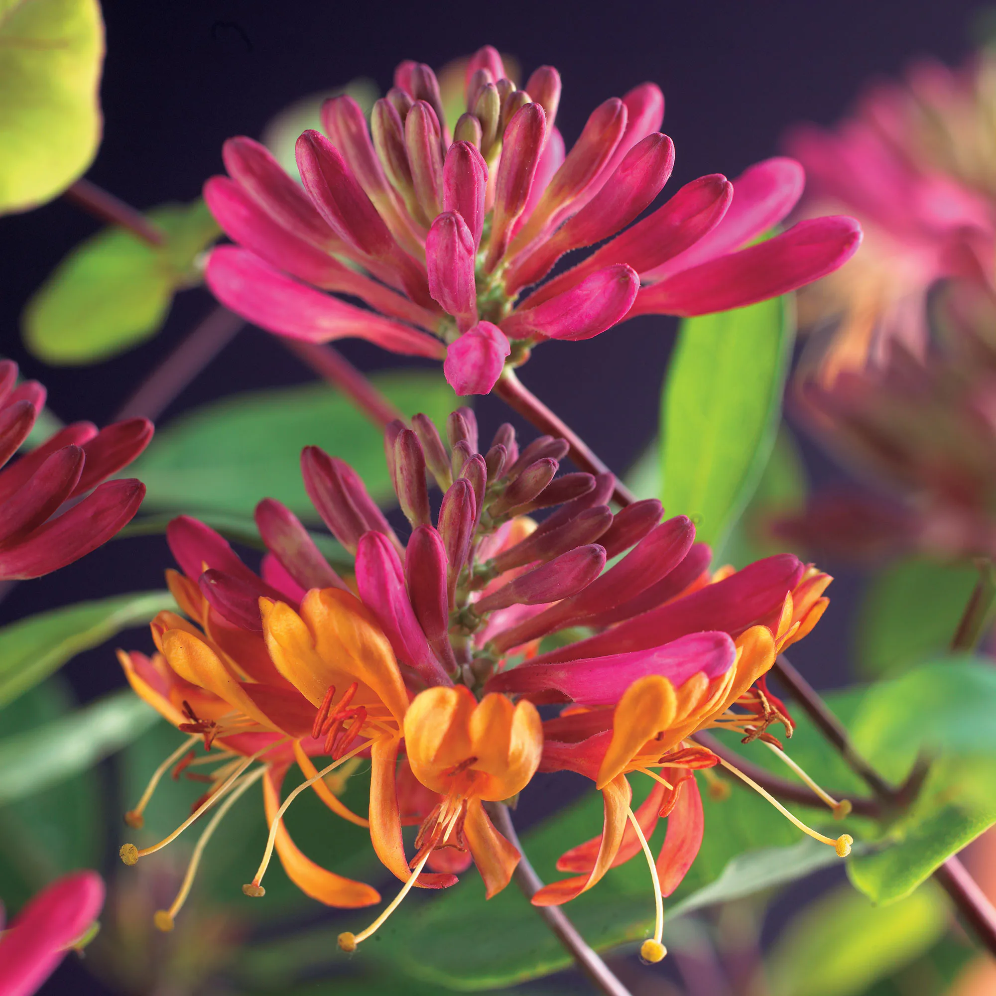 Klätterväxt Blomsterkaprifol Omnia Garden Goldflame 40-60 cm
