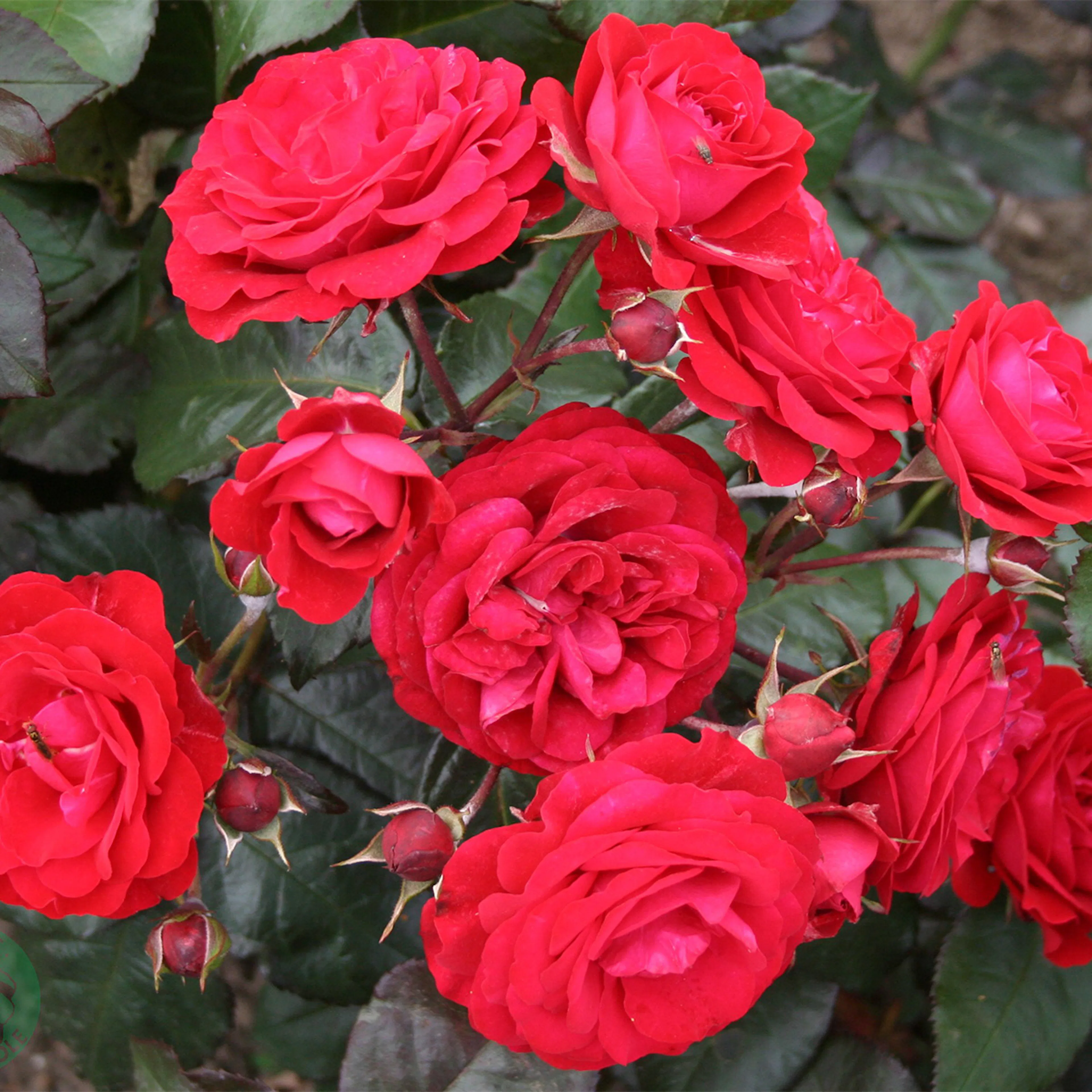 Rosa "Europeana", 10-pack 10-pack