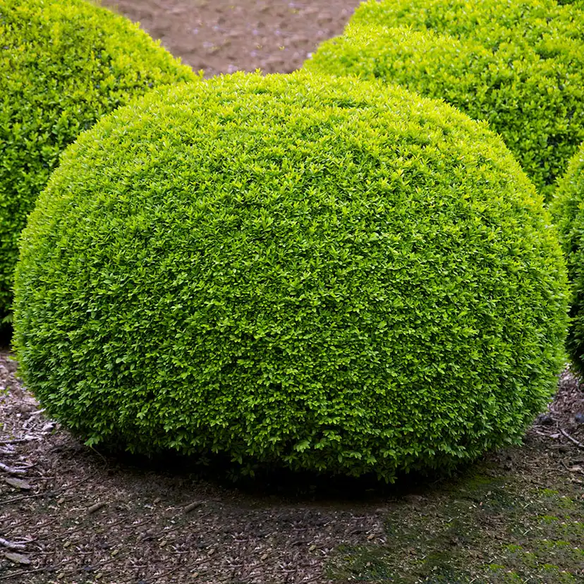 Prydnadsbuske Omnia Garden Buxbom