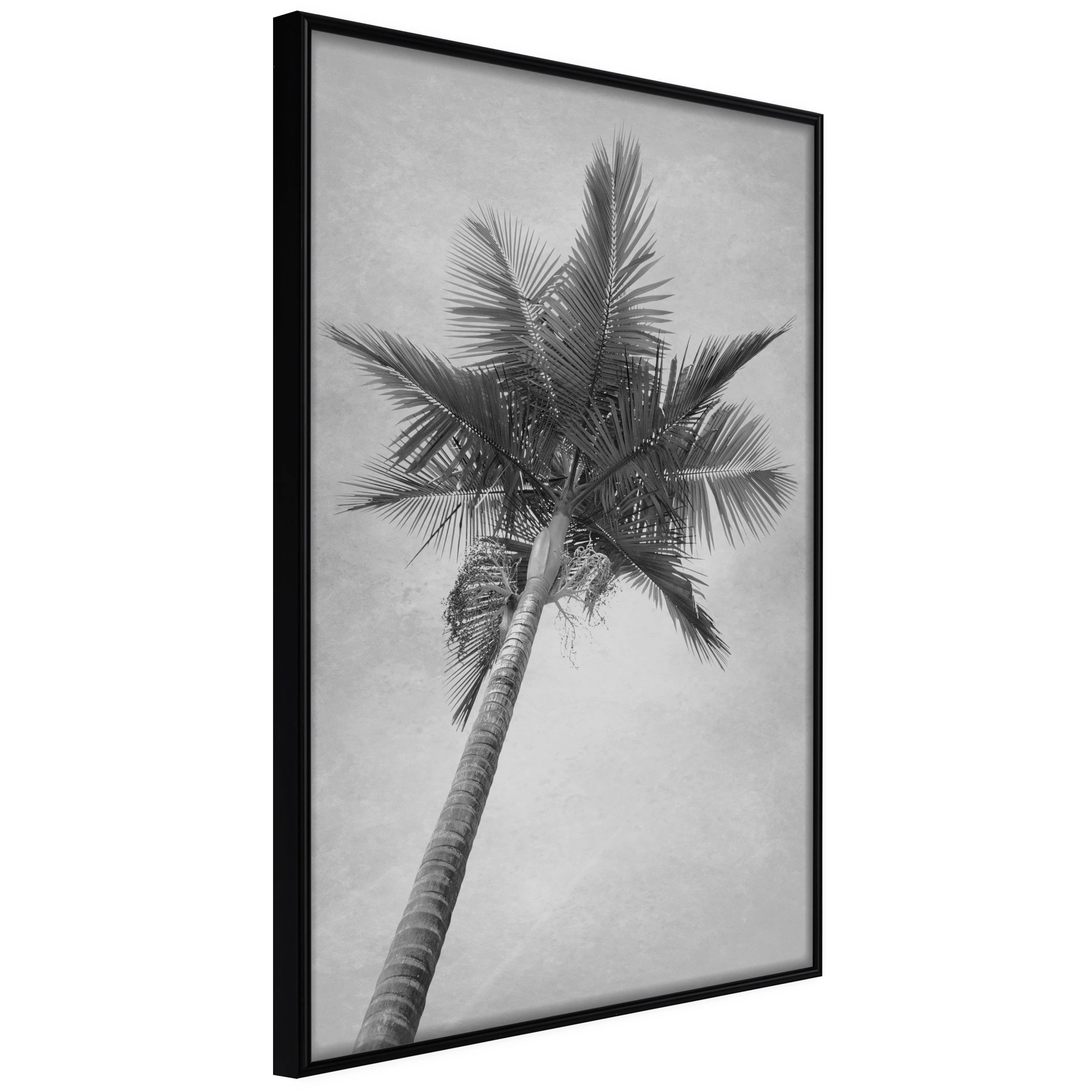 Affisch - High Palm Tree [Poster] 20x30 Svart ram, 20x30 cm