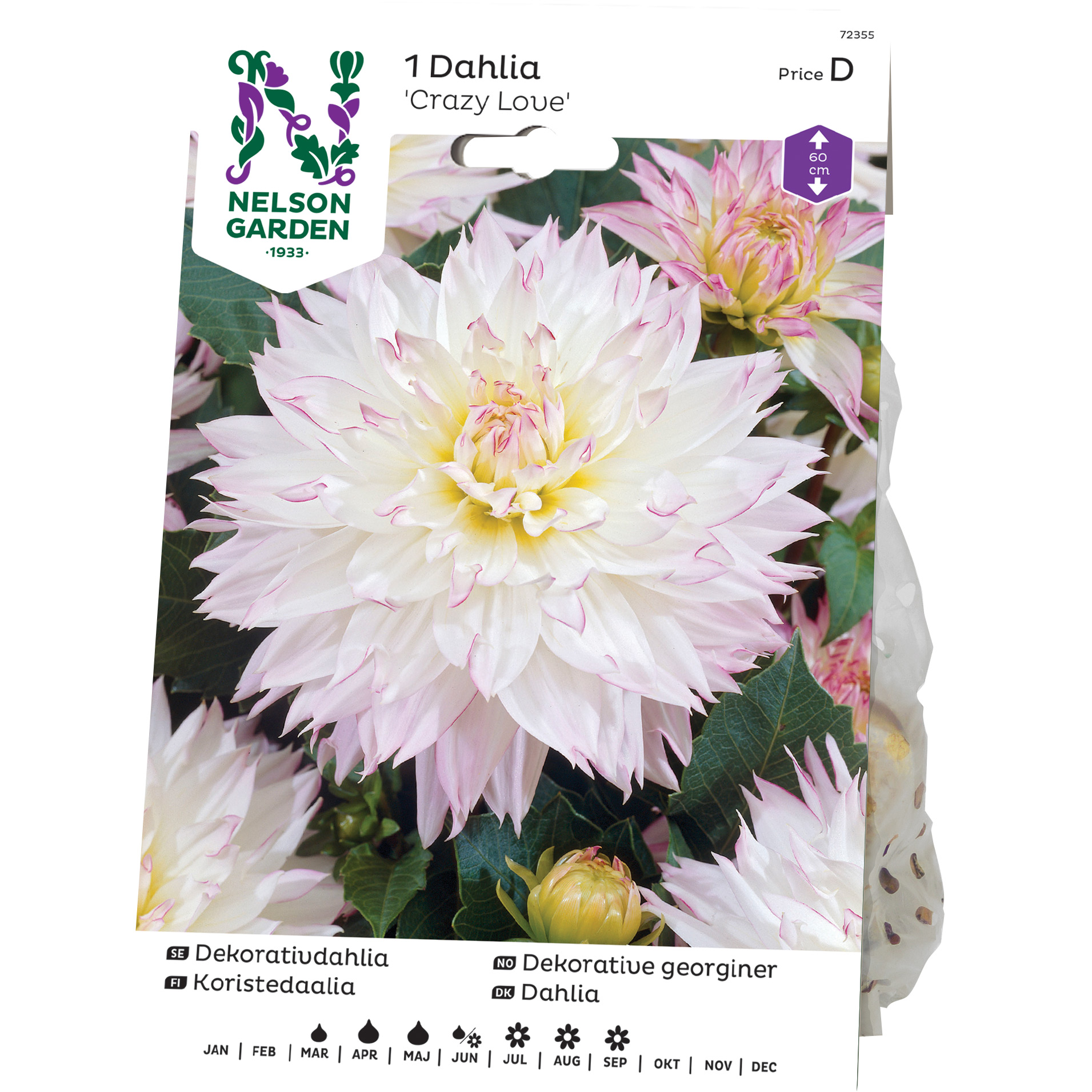 Dekorativdahlia Nelson Garden Crazy Love