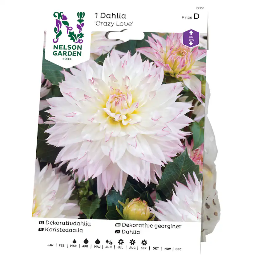 Dekorativdahlia Nelson Garden Crazy Love
