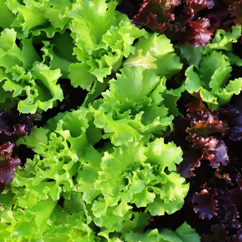 Odlingsmatta Turfquick Sallad Baby Leaf Mix