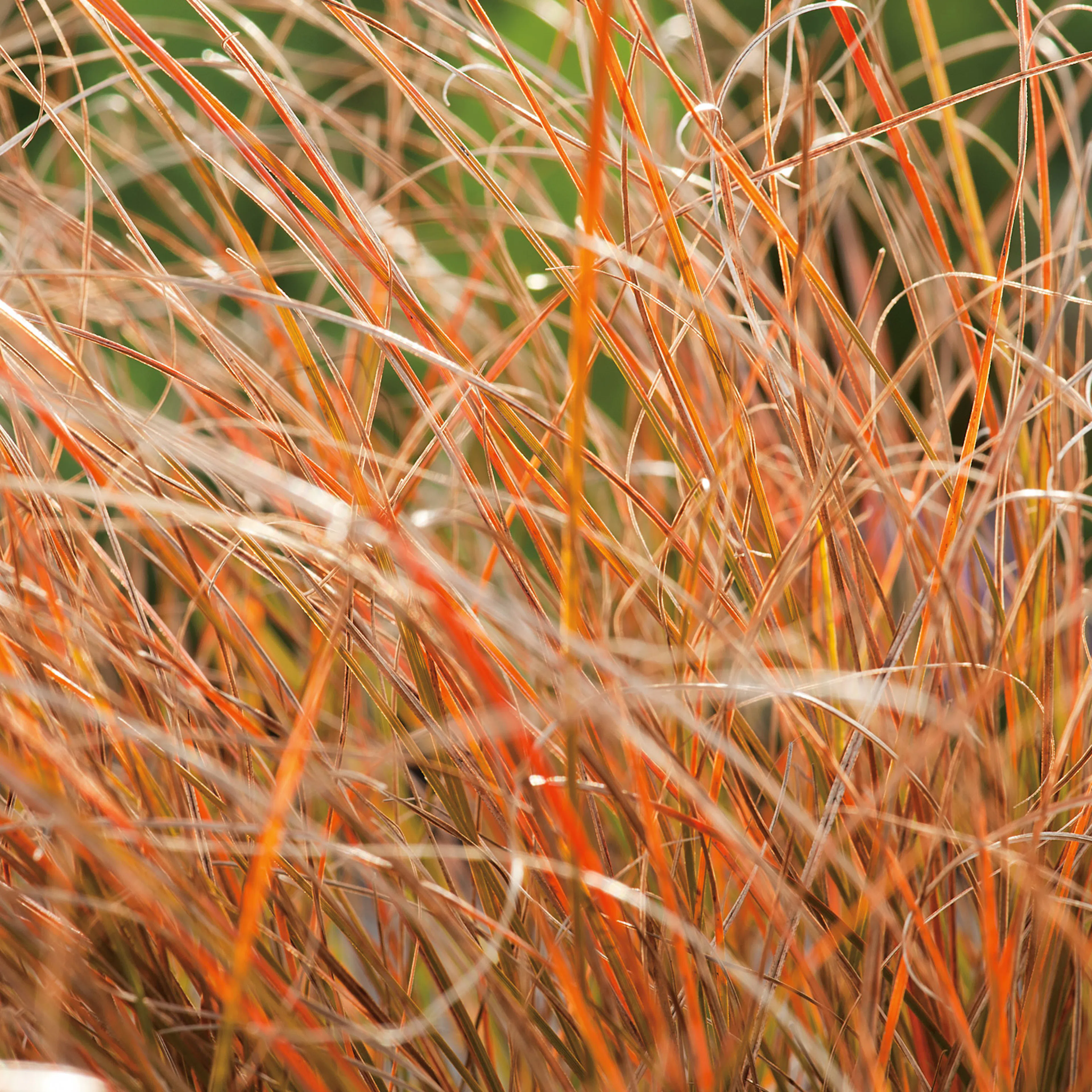 Planta Omnia Garden Brandstarr Prairie Fire