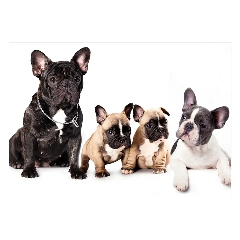 Fototapet Arkiio French Dogs
