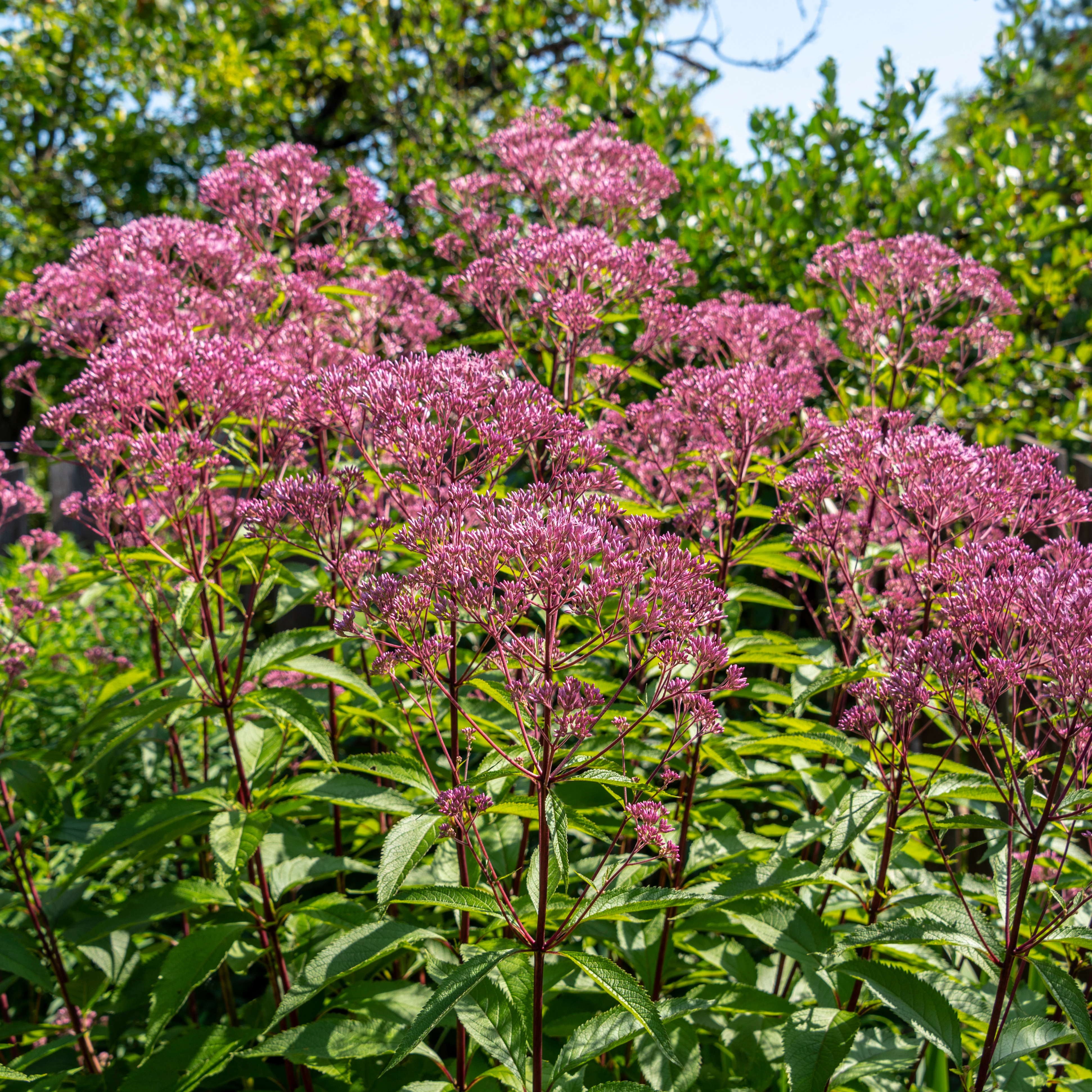 Planta Ölandstok Omnia Garden "Pink Beauty"