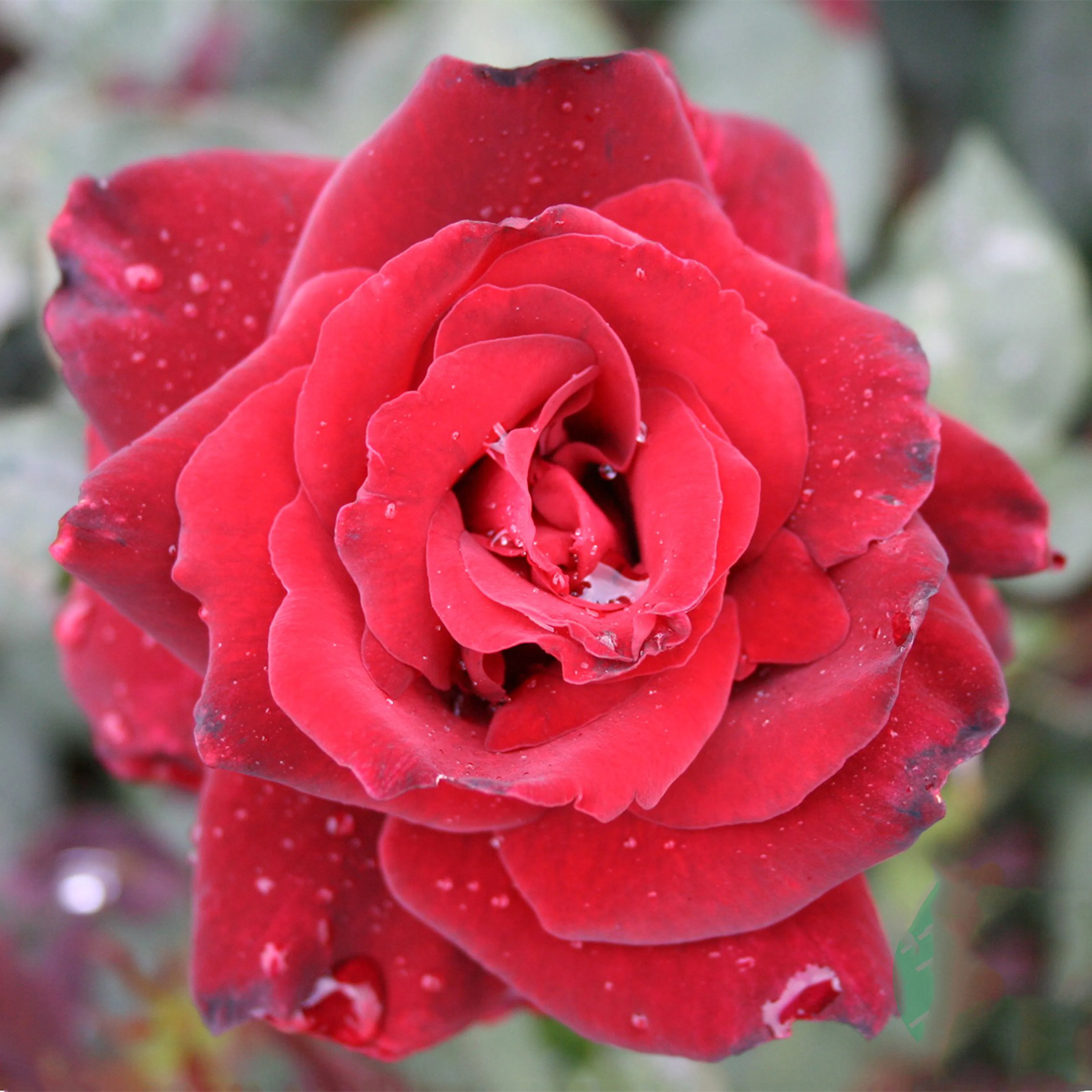 Rosa "Barkarole", 5-pack 5-pack