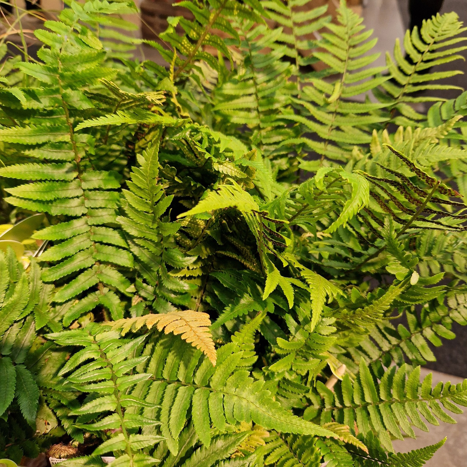 Perenn Omnia Garden Lurvbräken Dryopteris Cycadina 2L