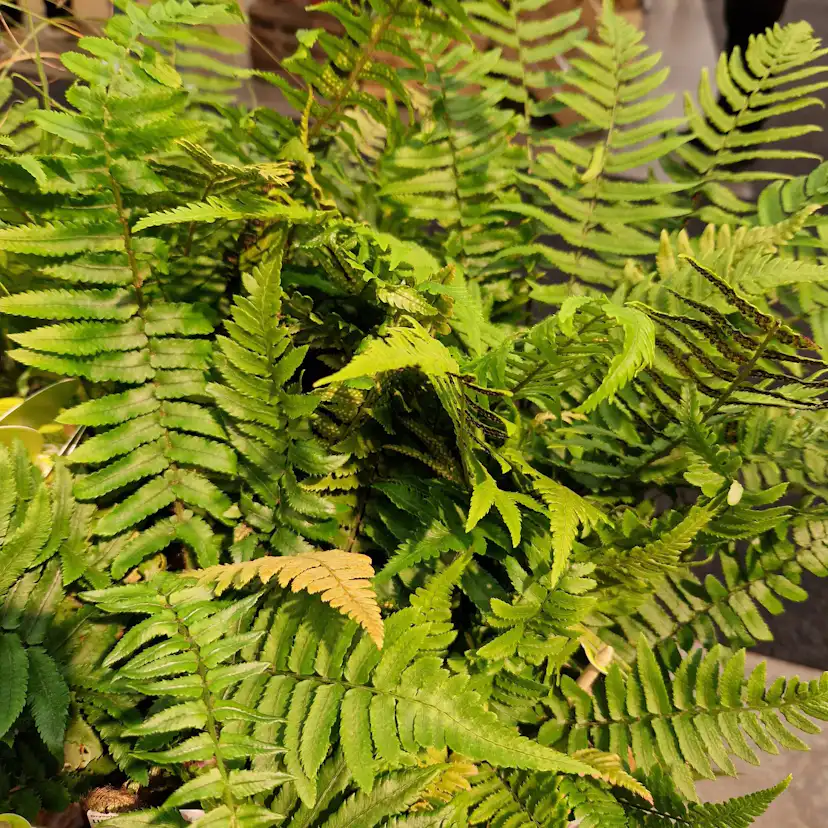 Perenn Omnia Garden Lurvbräken Dryopteris Cycadina 2L