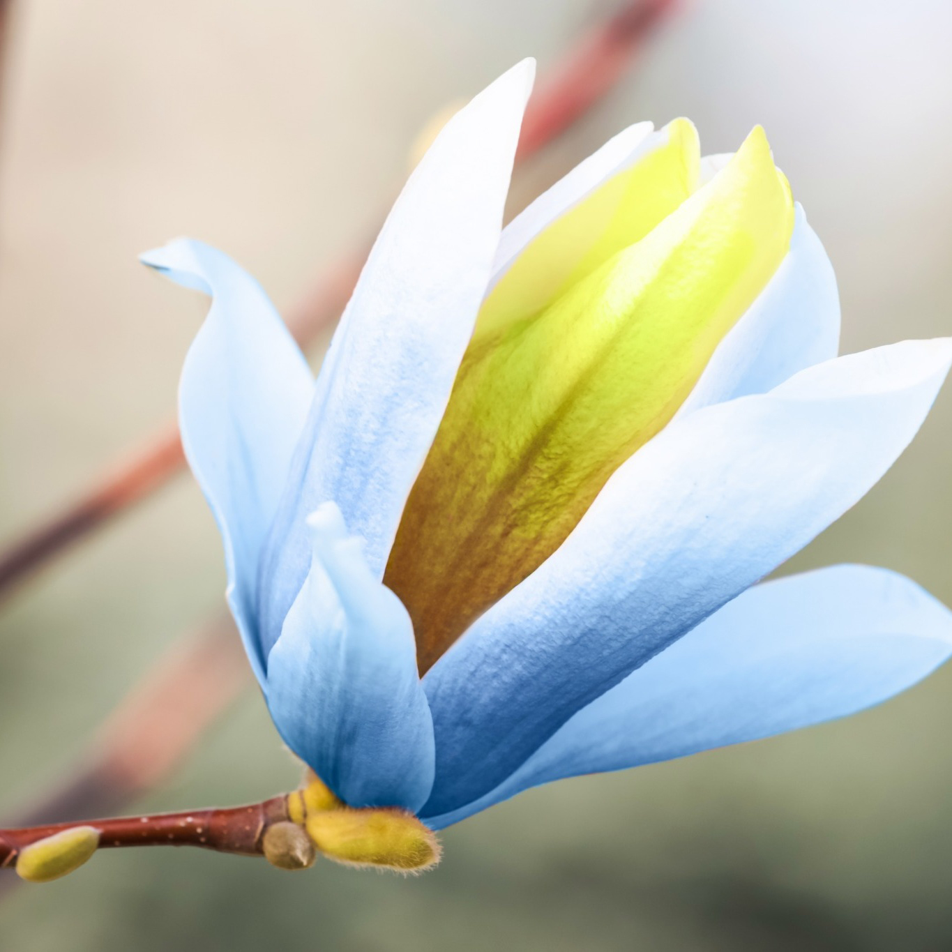 Prydnadsträd Omnia Garden Poppelmagnolia Blue Opal 80-100 cm