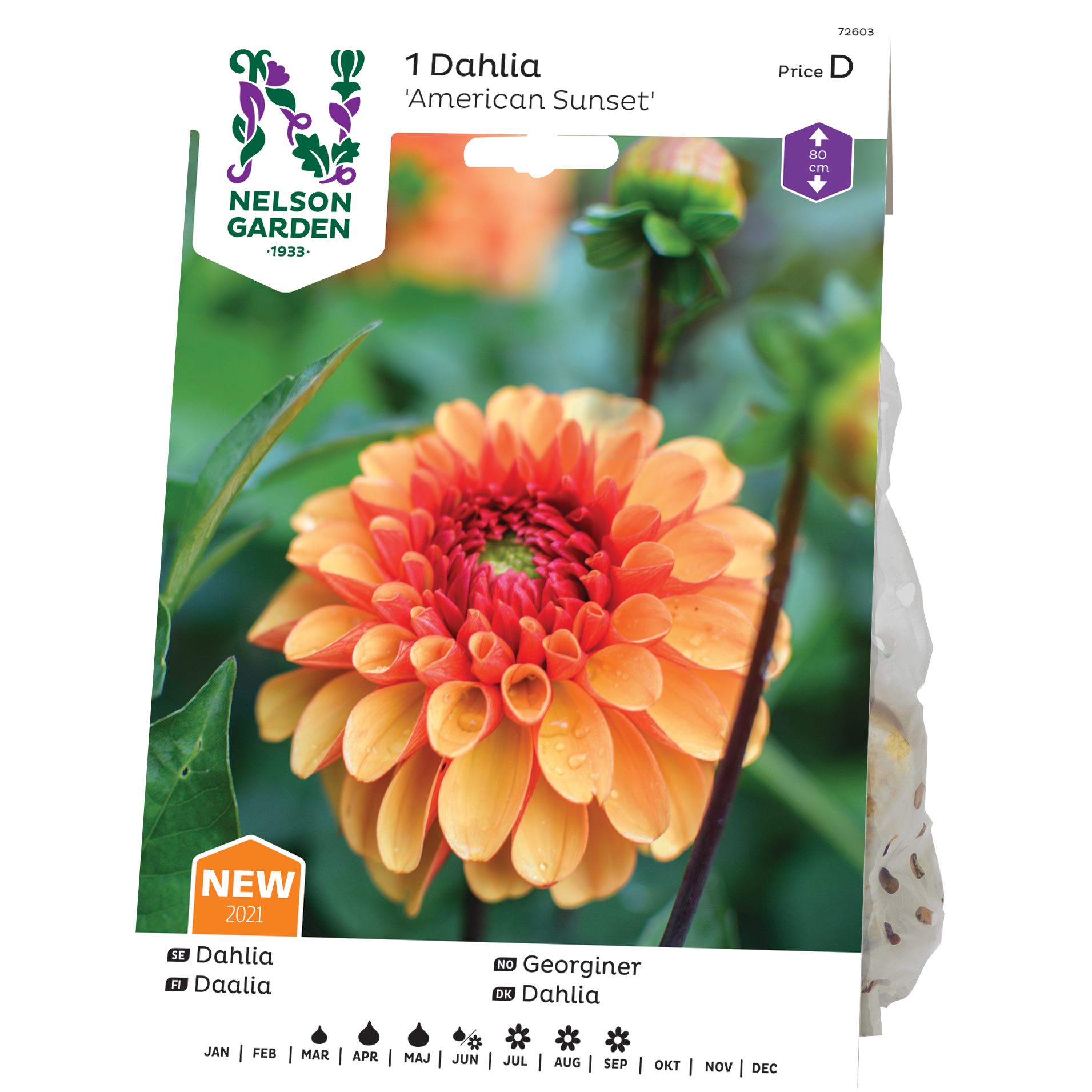 Dahlia Nelson Garden American Sunset