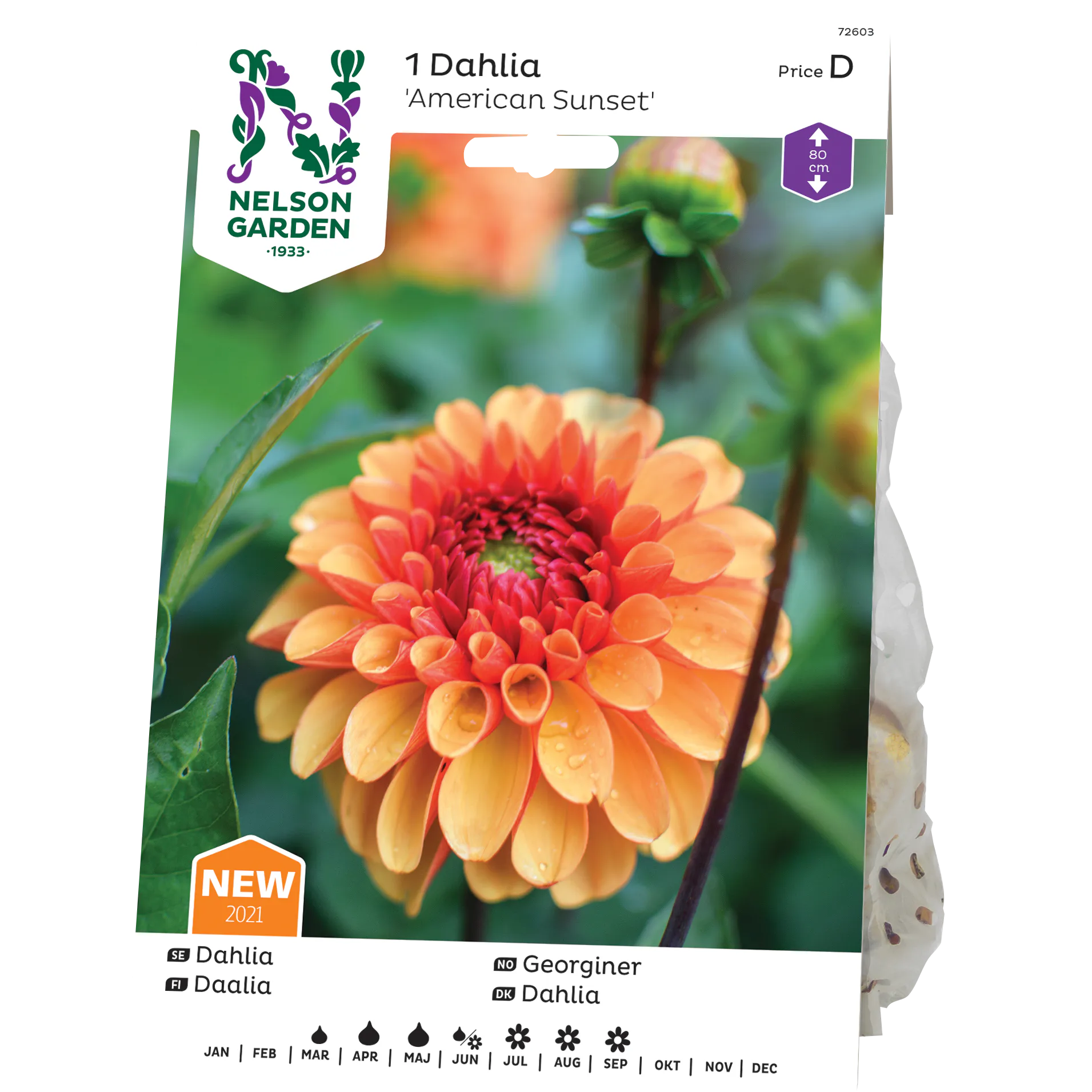 Dahlia Nelson Garden American Sunset