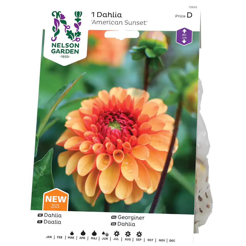 Dahlia Nelson Garden American Sunset