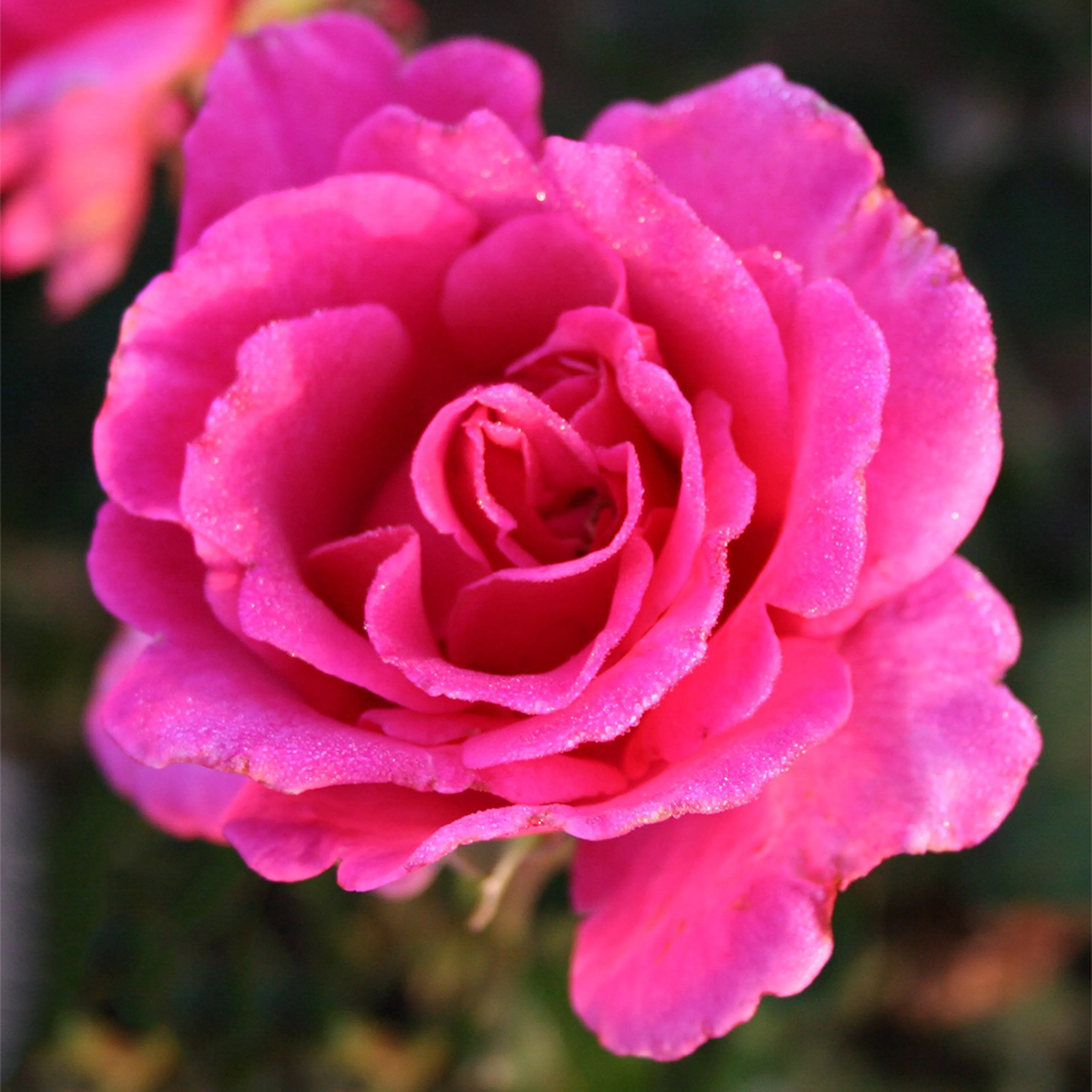 Rosa "Prinsessa Alexandra", 1-pack 1-pack