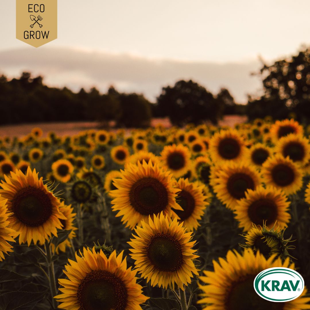 Fröpåse Eco Grow Solros Helianthus Annuus