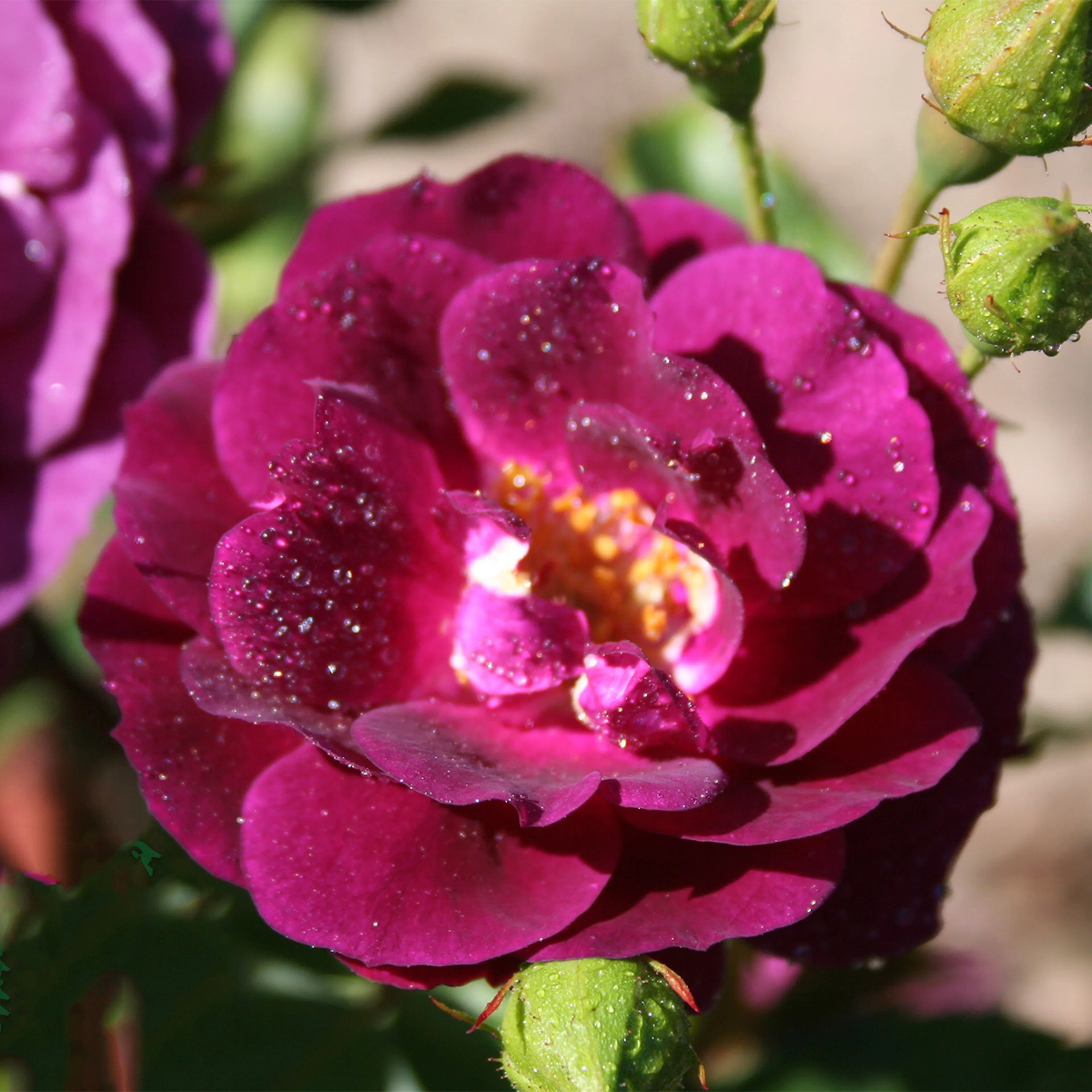 Rosa "Midnight Blue", 1-pack 1-pack