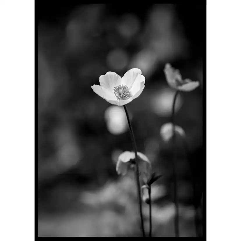 Poster Gallerix White Flower BW