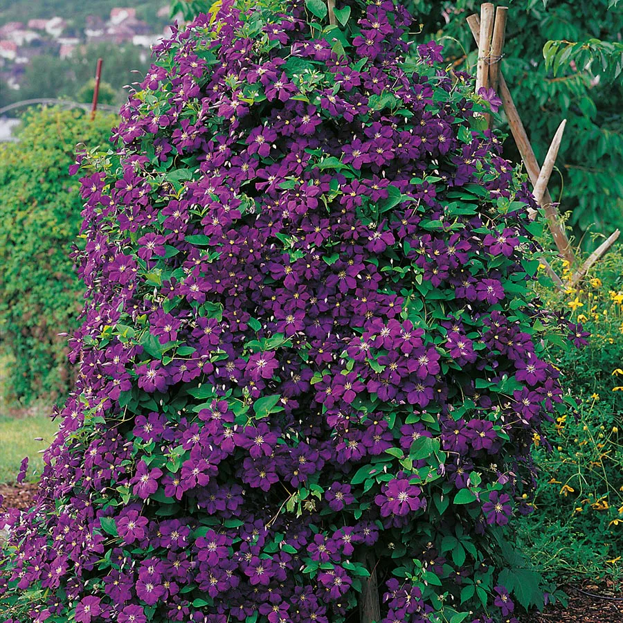 Klätterväxt Viticella Klematis Omnia Garden 40-60 cm