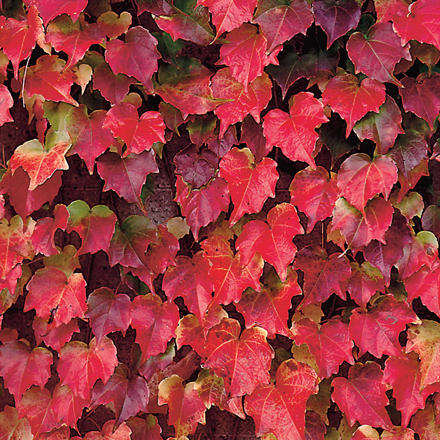 Klätterväxt Rådhusvin Omnia Garden 40-60 cm