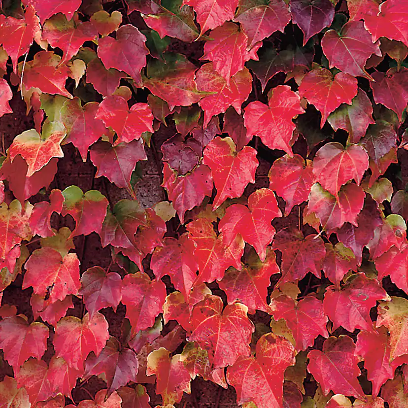 Klätterväxt Rådhusvin Omnia Garden 40-60 cm