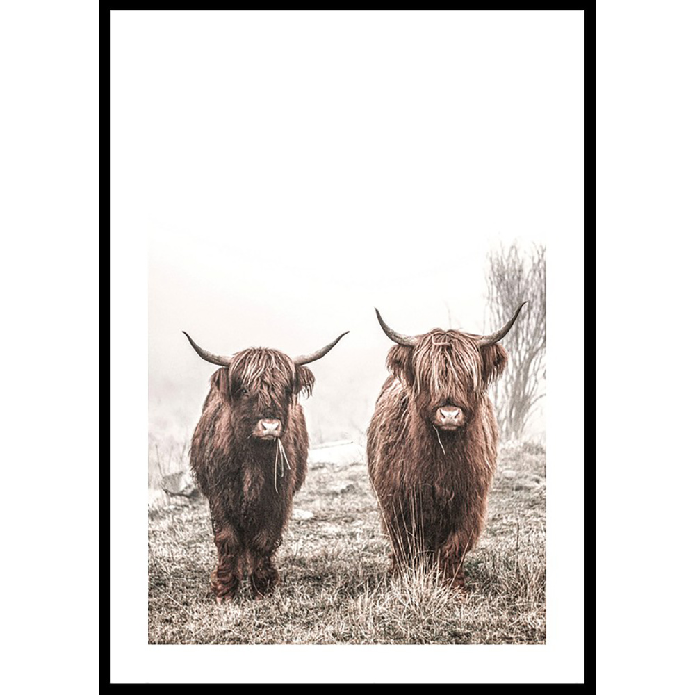 Poster Gallerix Scottish Highlanders No3