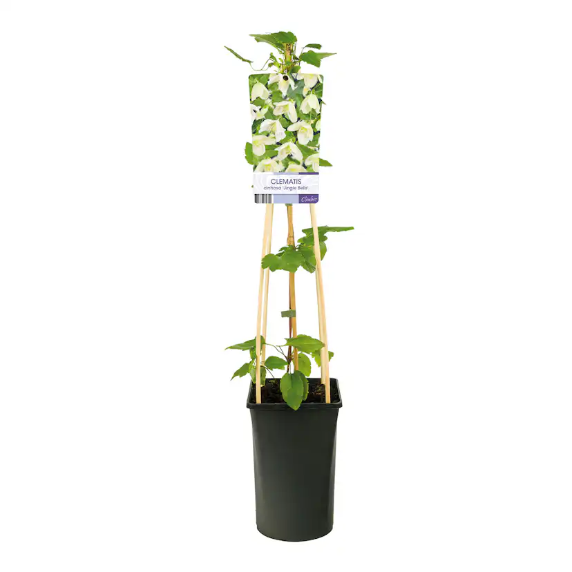 Klätterväxt Vintergrön Klematis Omnia Garden Jingle Bells 40-60 cm