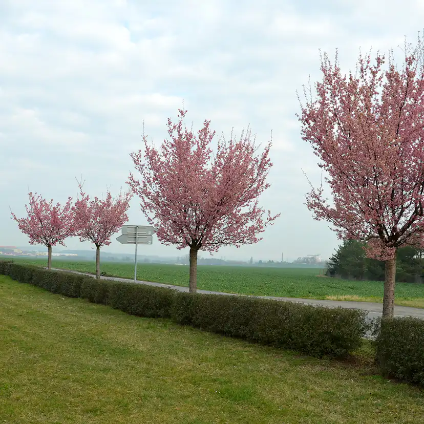 Bergkörsbär Omnia Garden Japanskt Prydnadsträd 300-400 cm, Rosa/Mörkröd Blomning, Alleträd, Högstamsträd